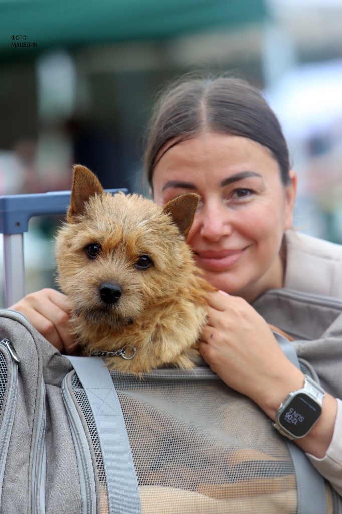 Pari in a carrier at a show