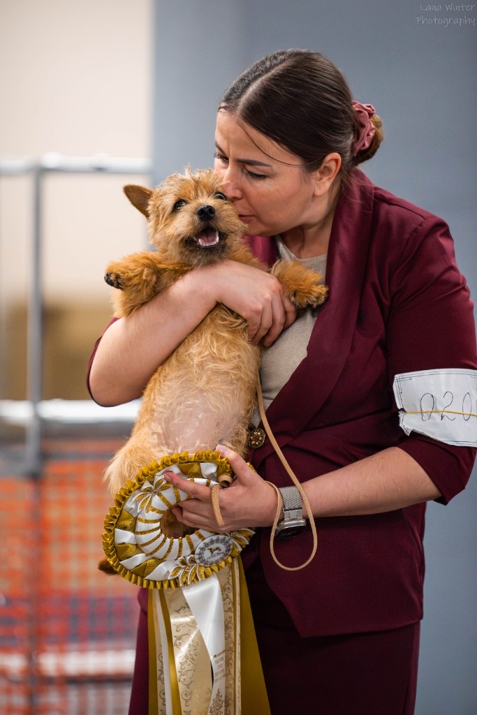 Pari held with a show rosette